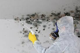 Why You Should Choose Our Mold Remediation Services in Park Ridge, IL